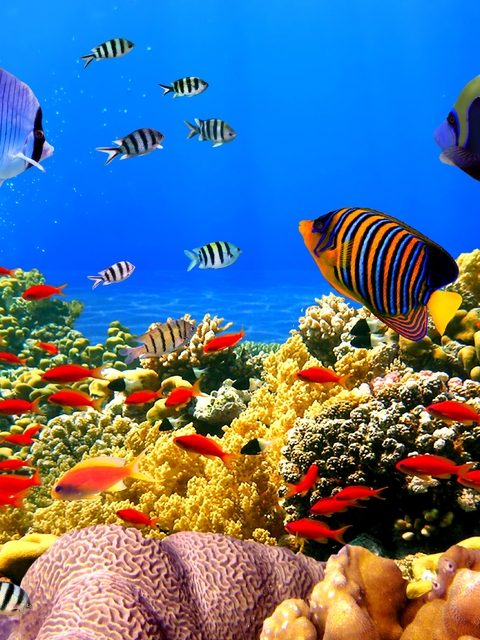 Картинка: Рыбы, кораллы, морское дно, океан, вода
