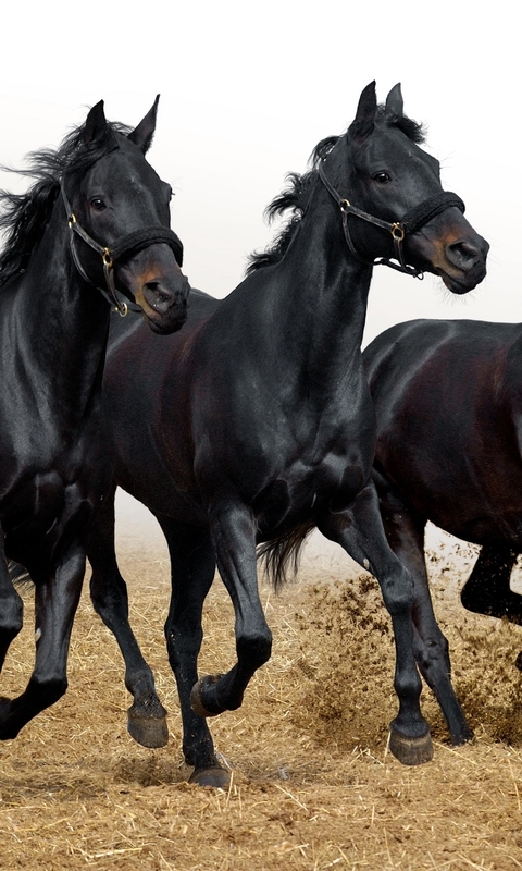 Image: Three, horse, horses, running, gallop, mane, black tail, hooves