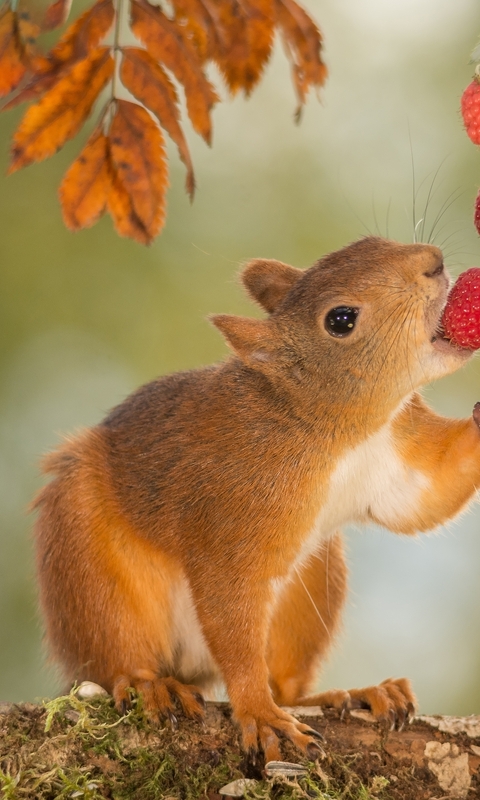 Image: Squirrel, berries, raspberry, food, eating, branches, leaves