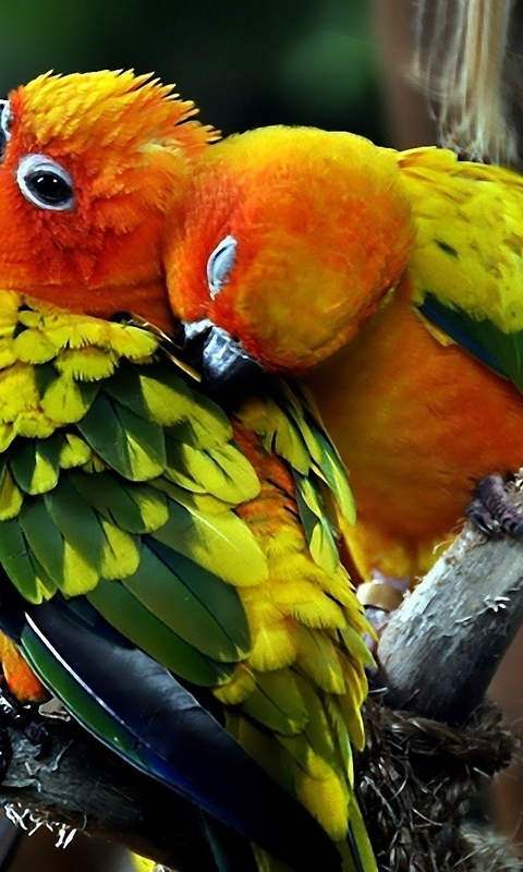 Картинка: Попугаи, птицы, клюв, глаза, перья, пара, любовь