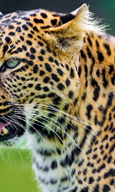 Image: Cat, leopard, mustache, tongue, spots