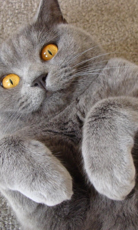 Image: Cat, whiskers, wool, british, carpet, curly, yellow eyes