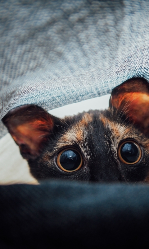 Image: Cat, eyes, muzzle, under the covers