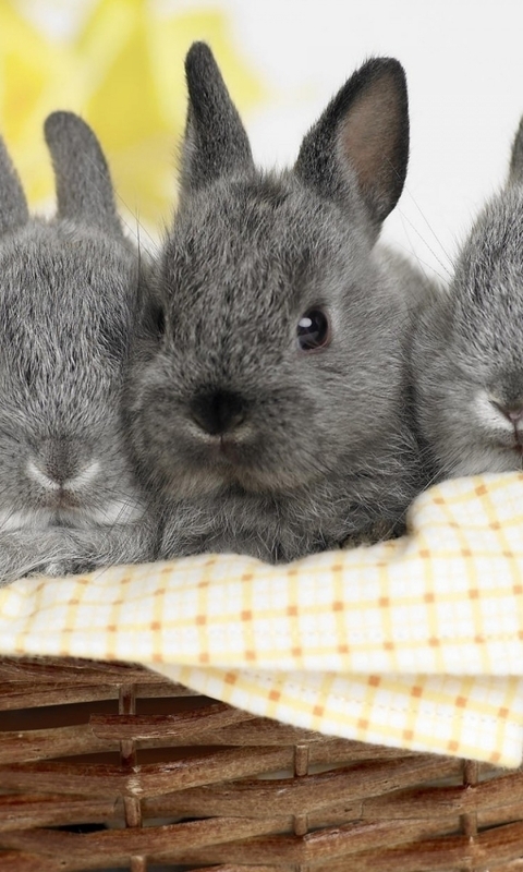 Картинка: Кролики, пушистики, серый, трое, корзинка