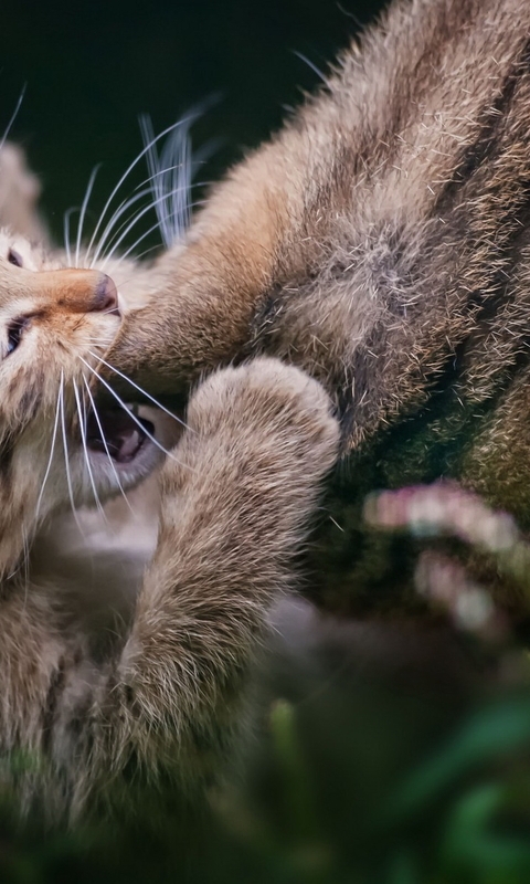 Image: Kitten, small, cat, ears, bites, plays