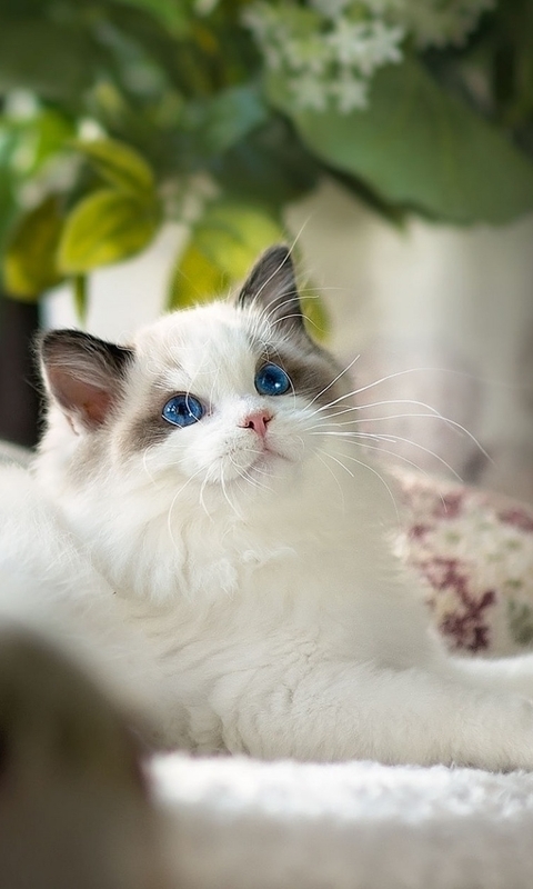 Картинка: Голубоглазый, кот, кошка, белый, лежит