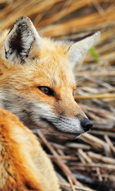 Image: Fox, looks back, red, looks, grass