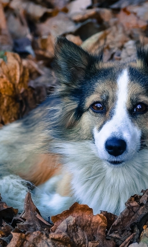 Картинка: Собака, морда, лежит, листья, осень