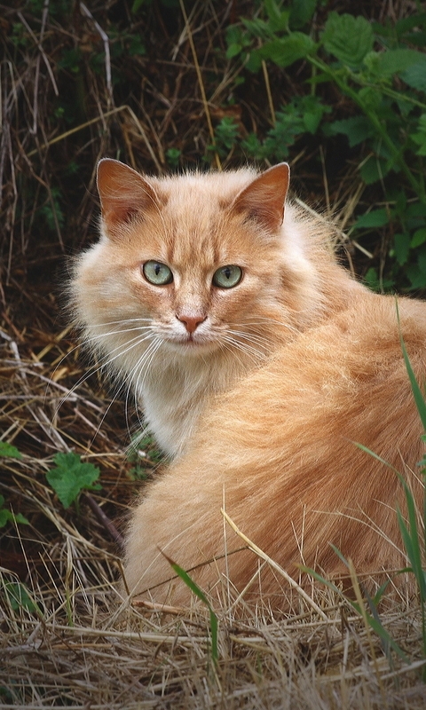 Image: Cat, red, fluffy, turned, leaves