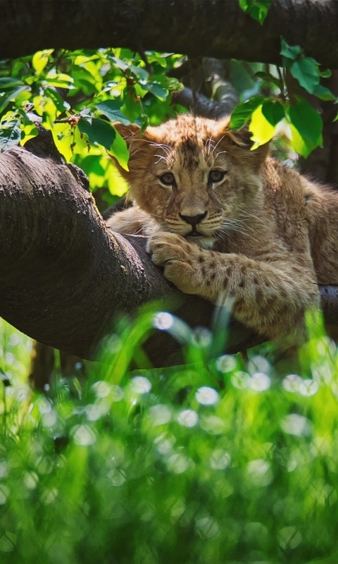 Image: Lion cub, lion, carnivore, paws, grass, leaves, light, nature, green, reflections, kitty, background, tree, trunk, foliage
