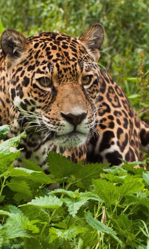 Картинка: Ягуар, кошка, морда, хищник, взгляд, глаза, листва, лес, крапива
