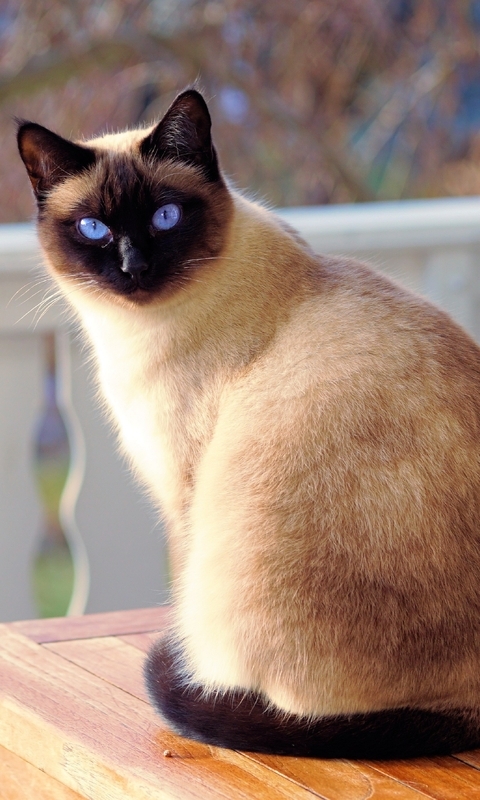 Image: Cat, Siamese, wool, snout, look, blue, eyes, table, sitting