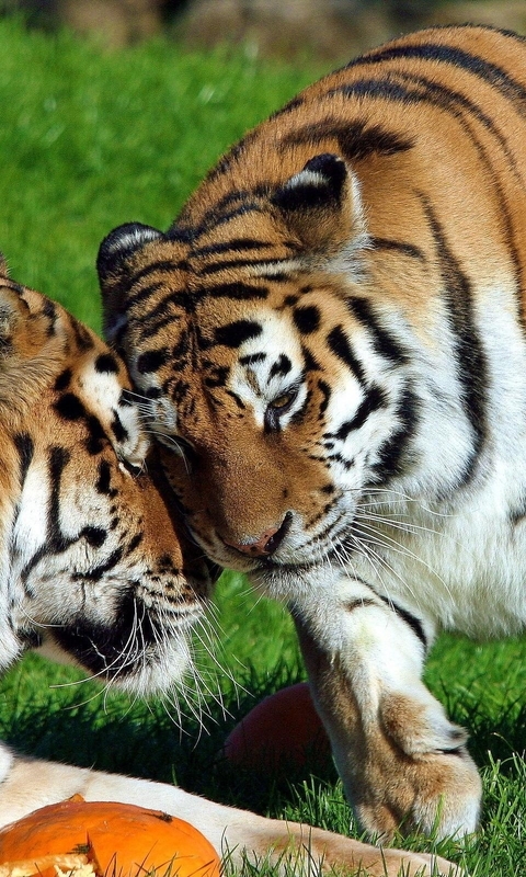 Image: Tigers, thick, predators, cats, food, grass, couple, embrace, sunny day