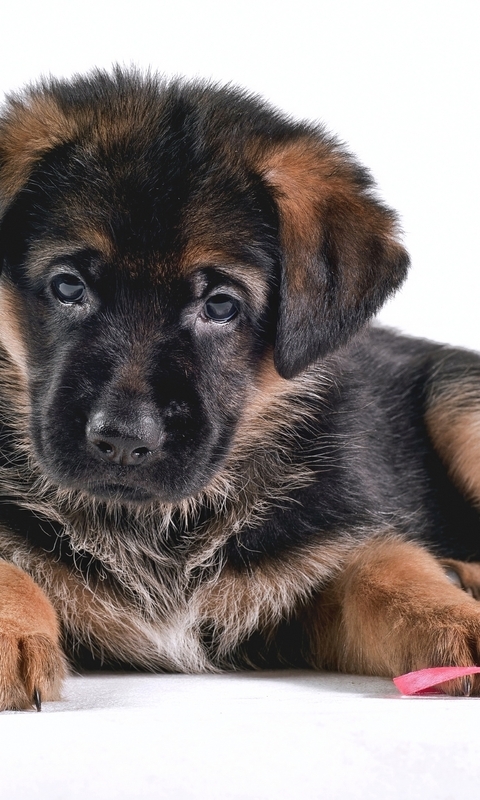 Image: Puppy, shepherd, muzzle, breed, white background