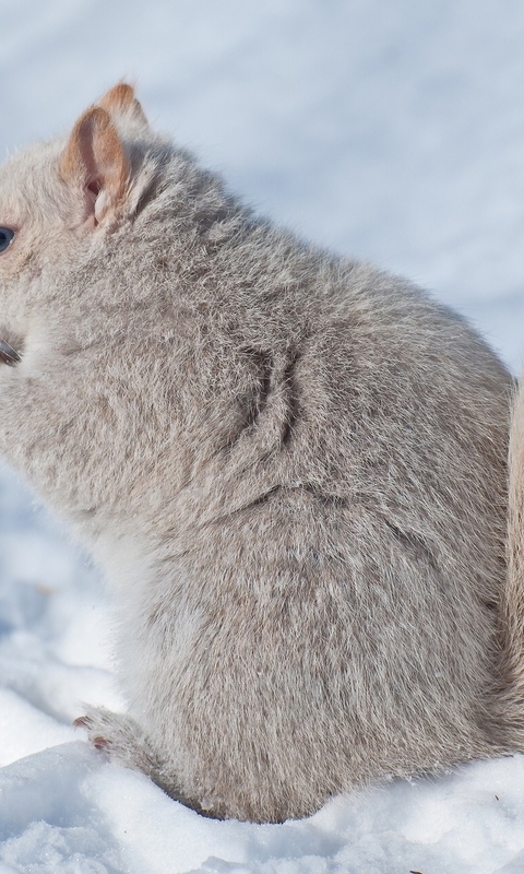 Image: Squirrel, white, profile, winter, snow, fluffy, animal, nibbles