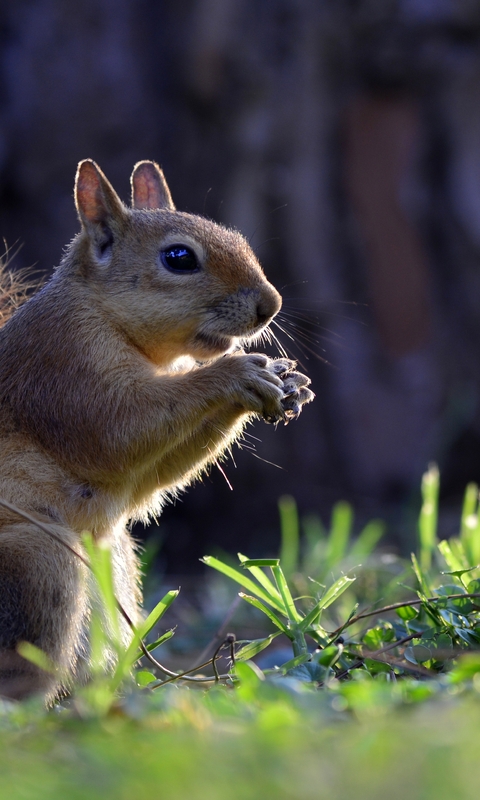 Image: Squirrel, sitting, chewing, forest