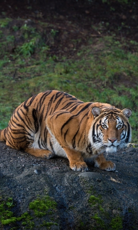 Image: Tiger, striped, predator, sitting, look, watching, hillock, nature, vegetation
