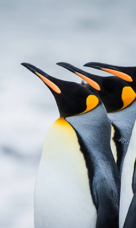 Картинка: Пингвины, перья, клюв, голова, снег, Антарктида