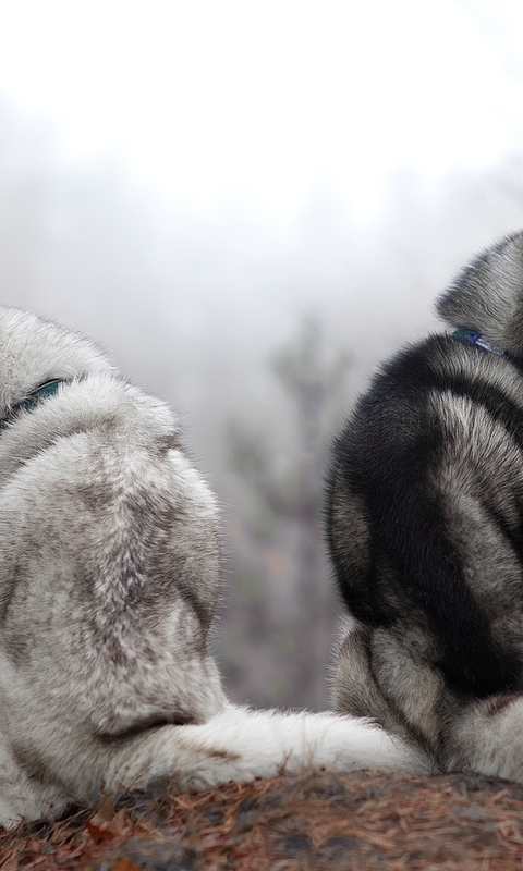 Image: Couple, dog, husky, breed, nature, sitting, hill, forest, fog