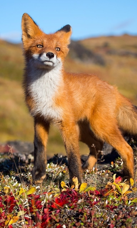 Image: Fox, red, predator, sunny day
