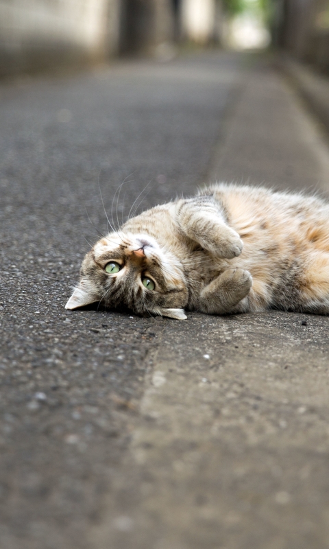 Image: Cat, lying road, lying, pavement, paws up