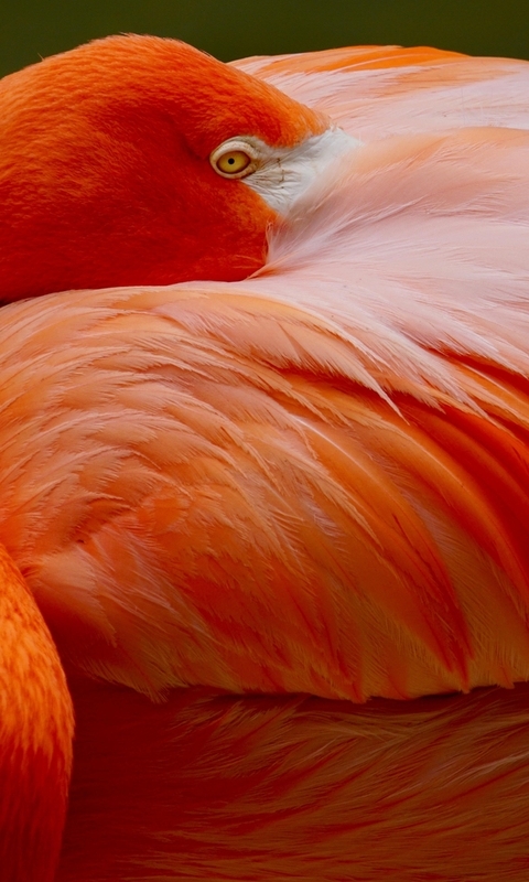 Image: Bird, red flamingo, bright color