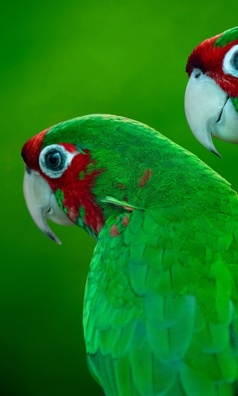 Image: Parrots, pair, green, ruddy