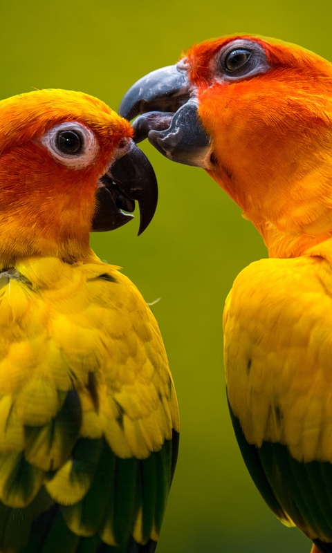 Image: Yellow, parrot, two, care