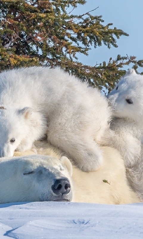 Image: winter, bear, white, animals