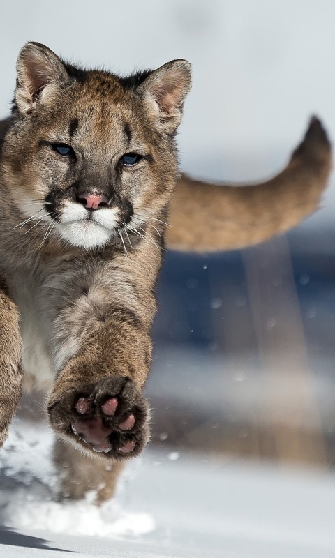 Image: Puma, predator, animal, cat, running, snow, winter