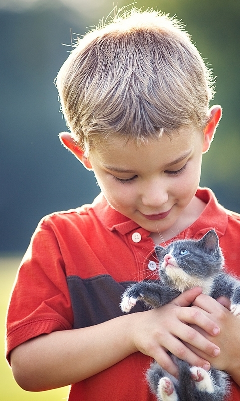 Картинка: Мальчик, котёнок, держит, маленький, блики, боке