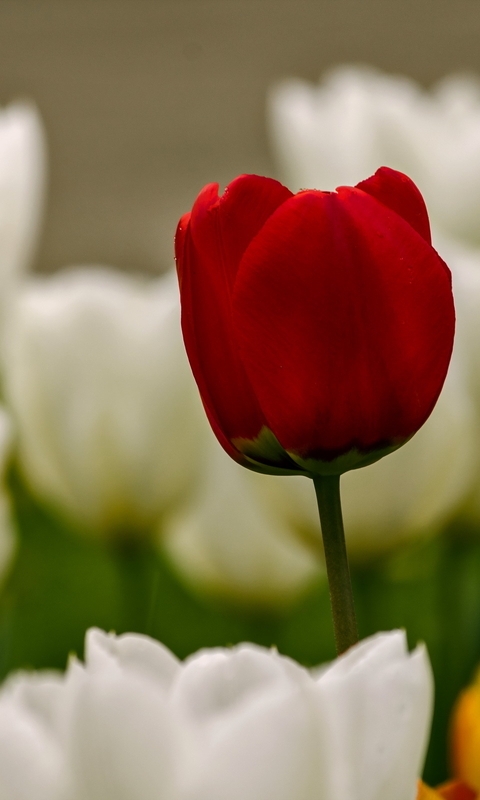 Картинка: Тюльпаны, красный, белый, жёлтый