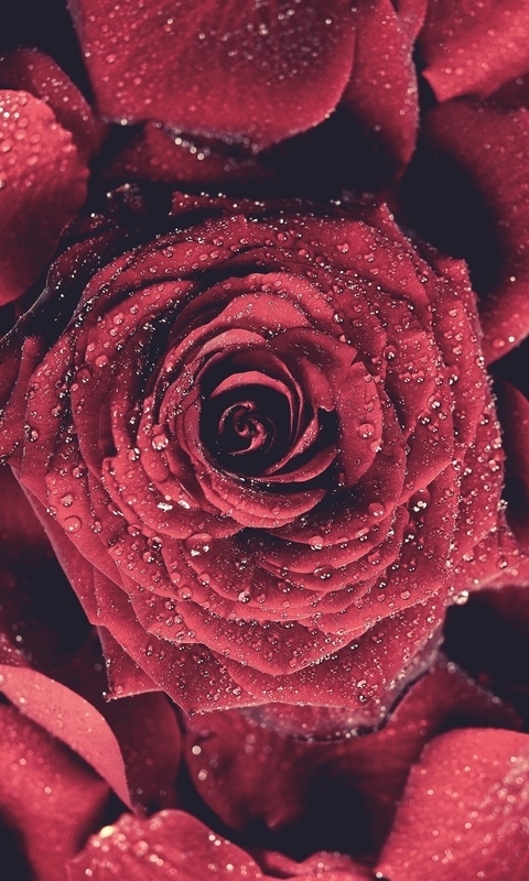 Картинка: Роза, красная, лепестки, капли, вода