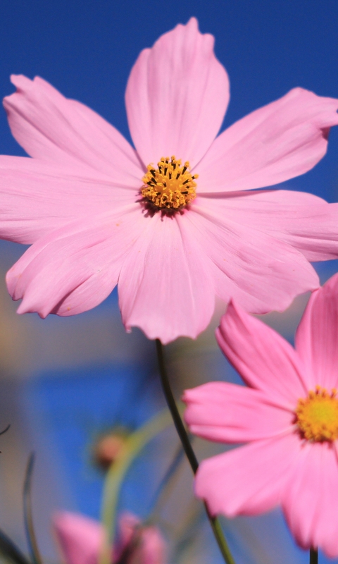 Image: Cosmos bipinnatus, flowers, pink, blue background