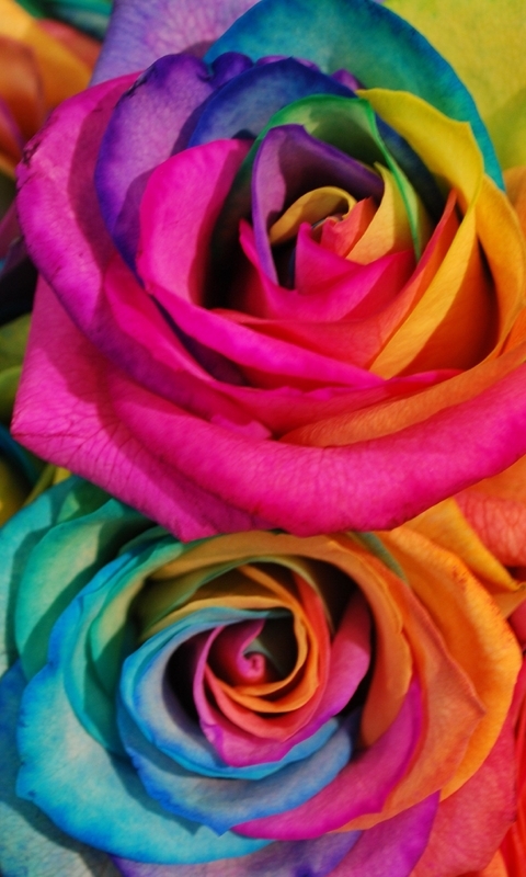 Картинка: Розы, лепестки, цвет, радужные