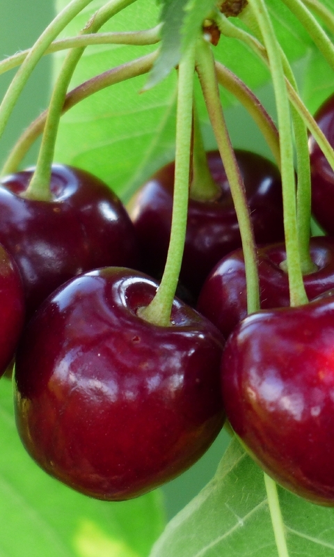 Image: Cherry, berry, branch, ripe