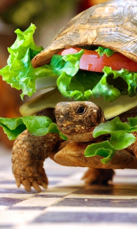 Картинка: Черепаха, чизбургер, еда, ползёт, пол, рептилия, зелень, катлета, помидор, сыр