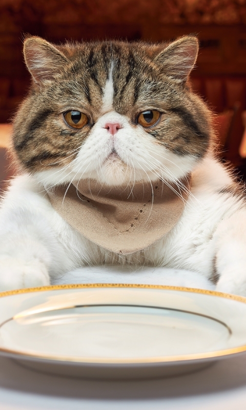 Картинка: Кот, морда, вилка, стол, тарелка, ресторан
