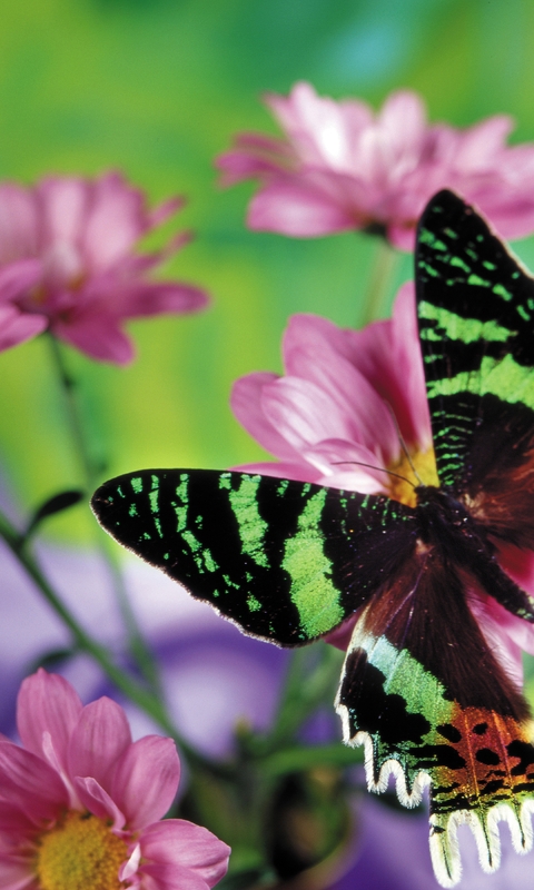 Image: Butterfly, flowers, blur