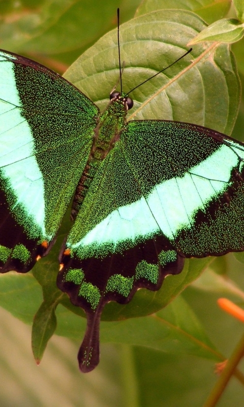 Image: butterfly, green butterfly, nature, leaves, tree