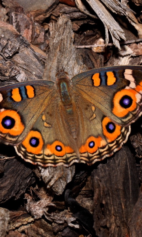 Картинка: Бабочка, крылья, древесина, дерево