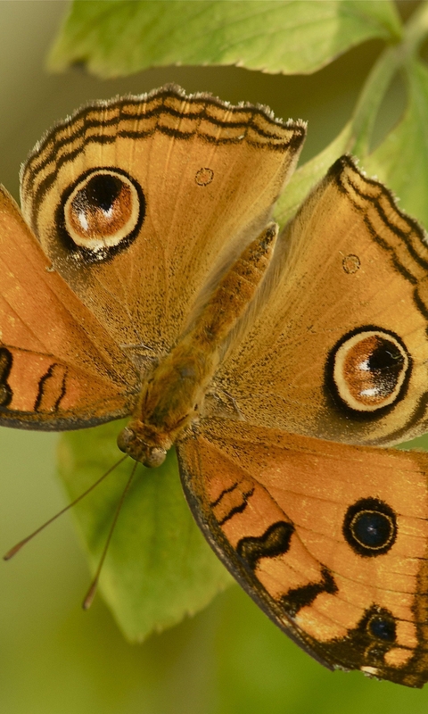 Картинка: Бабочка, крылья, окрас, листья