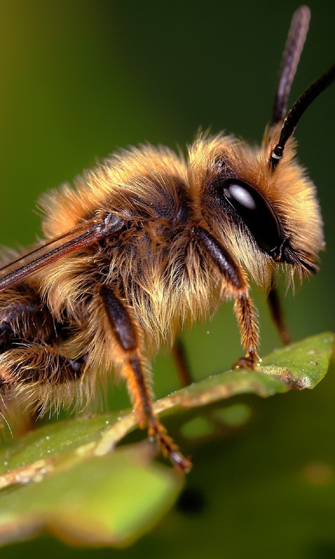 Картинка: Пчела, макро, волосинки, насекомое, лист