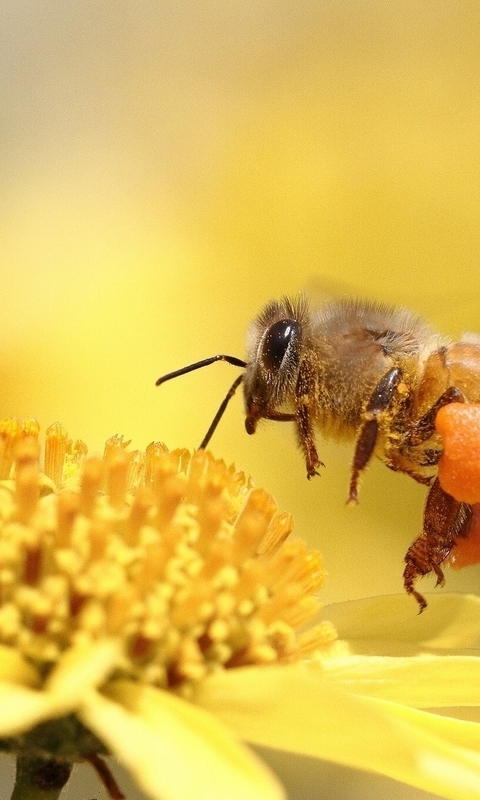 Картинка: Пчела, сбор, цветок, жёлтый