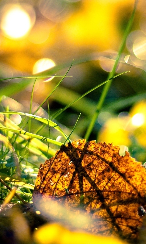 Image: Leaf, autumn, green grass, twigs, glare, light, sun rays