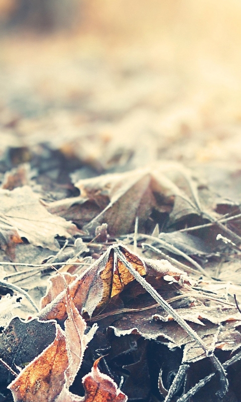 Картинка: Листья, лежат, сухие, осень
