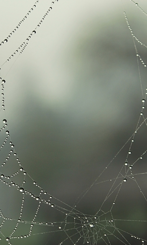 Image: Web, drops, vague plan