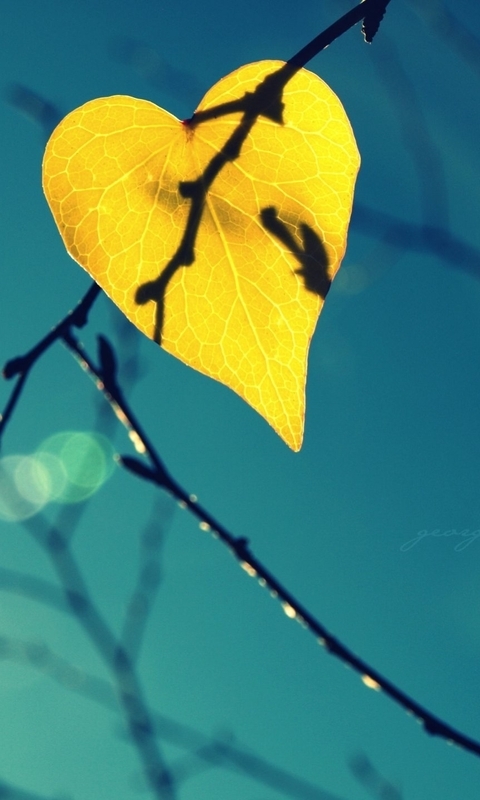 Картинка: Лист, жёлтый, ветки, осень, форма, сердечко, небо, боке, крупный план, фон