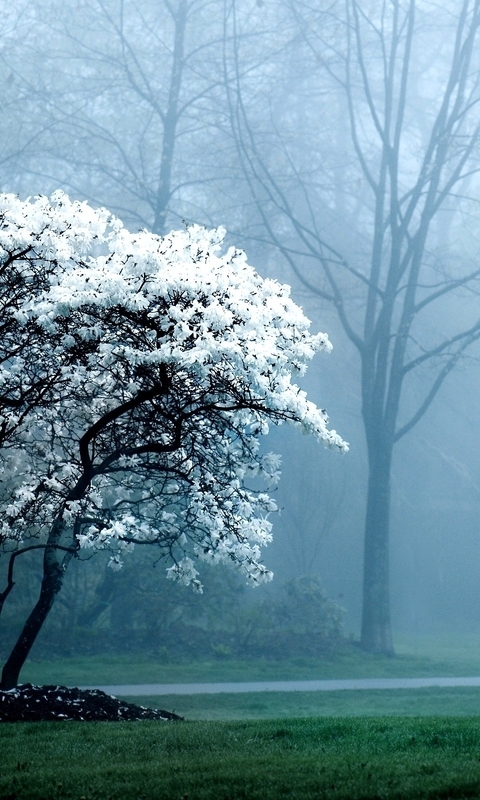 Картинка: Дерево, лес, туман, дорога, деревья, природа