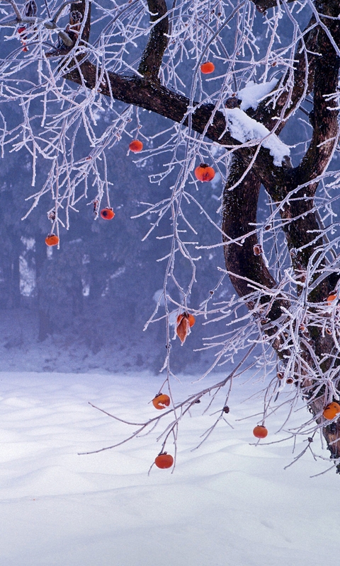 Image: Persimmon, tree, snow, winter